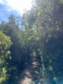 Sous les feuillus de Saint-Pons