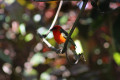 Oiseau