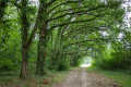 Forêt