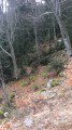 Jolie forêt