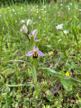 Entre Marne et vignes, au Mont-Saint-Père et sur le Coteau des Orchidées Entre Marne et vignes, au Mont-Saint-Père et sur le Coteau des Orchidées