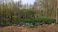 Jolie petit coin de nature au pied du terril d'Ostricourt