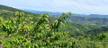 Jolie vue pour les cerises