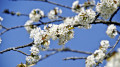 Jolies fleurs...
