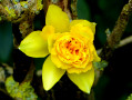 Jonquille