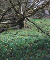 Jonquilles aux Genettes