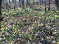 jonquilles av le fort de la dame blanche