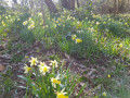 Jonquilles dans le bois