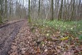 Jonquilles dans les bois