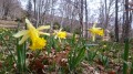 Jonquilles dans les fayards