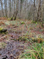 Jonquilles des bois