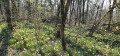 jonquilles