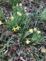 Jonquilles