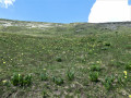 Jonquilles