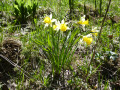 Jonquilles