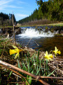 Jonquilles