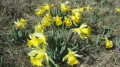 Jonquilles