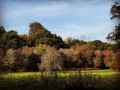 Savernake Forest