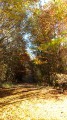 Juste un sous-bois magnifique