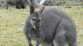 Kangourou
