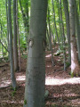 Karst- und Höhlenlehrpfad Karst- und Höhlenlehrpfad