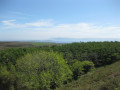 Kebble forest