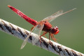 L’acrobate pourpre