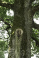 L'aire de pique-nique et ses arbres L'aire de pique-nique et ses arbres
