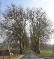 L'allée de platanes