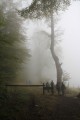 l'allée des Hêtres