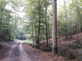 L'allée du Fond du Val
