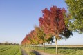 L'allée vers les jardins pédagogiques L'allée vers les jardins pédagogiques