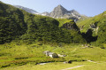 L'alpage de Ritord L'alpage de Ritord