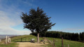 l arbre à Jaques
