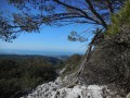 L'arbre à la branche qui pend jusqu'au sol