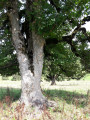 L'arbre aux trois troncs.