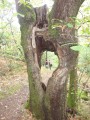 L'arbre creux