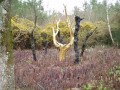 L'arbre d'Or