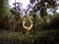 L'Arbre d'Or