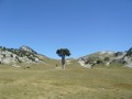l'arbre de la Queyrie
