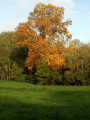 L'arbre en Or L'arbre en Or