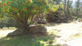 L'Arbre et la Pierre