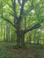 l'arbre étonnant