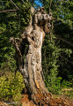 L'arbre mort