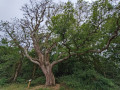 Circuit des arbres remarquables de Labenne