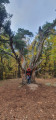 L'arbre Totem