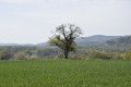 Arbre isol&eacute;