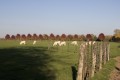 L'automne et les vaches L'automne et les vaches