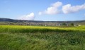 L'église Saint Pierre et Saint-Paul de Chamery au milieu des vignes