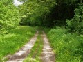L'entrée du sous bois